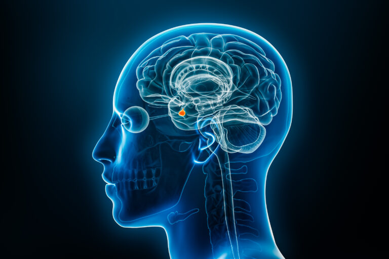 Glanda hipofiză – dirijorul sistemului endocrin